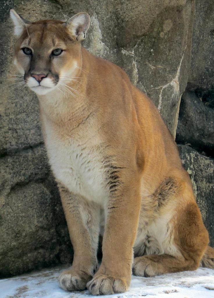 Cougar--Courtesy Western North Carolina Nature Center, Asheville, NC