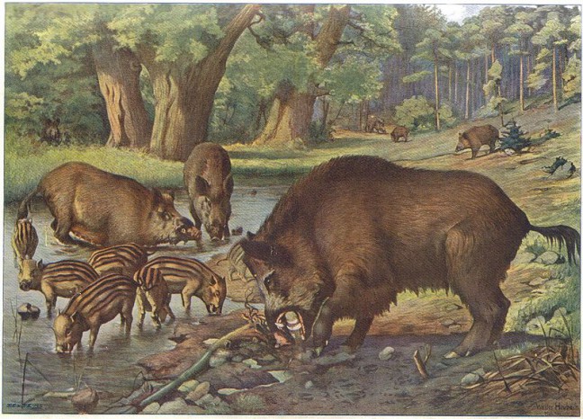 European Wild Boars