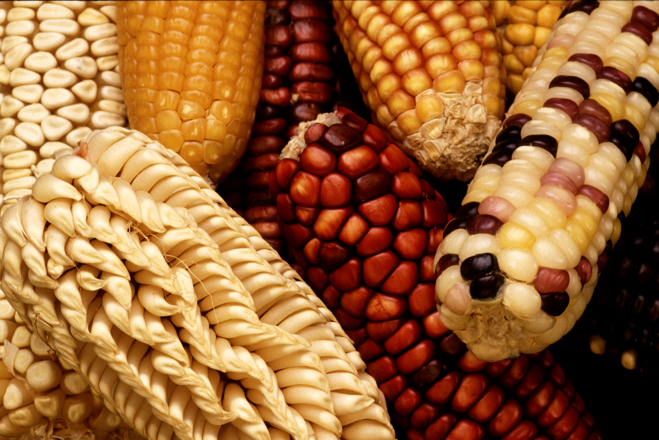 Heirloom Fruits and Vegetables