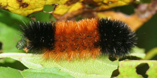 Woolly Worms